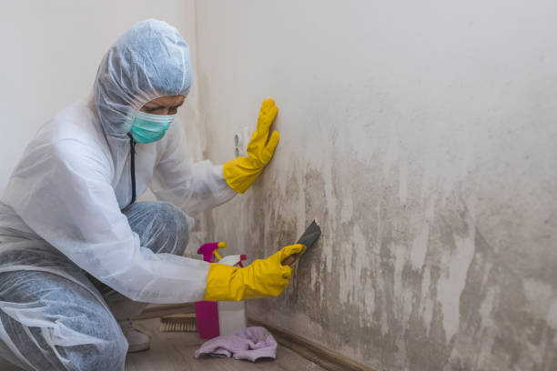 Best Attic Mold Removal  in Montgomery, GA