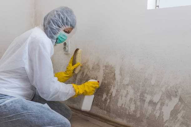 Best Fast Mold Removal  in Montgomery, GA