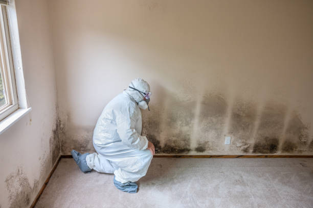 Best Toxic Mold Removal  in Montgomery, GA