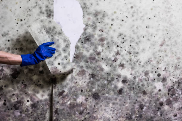 Best Local Mold Removal Service  in Montgomery, GA