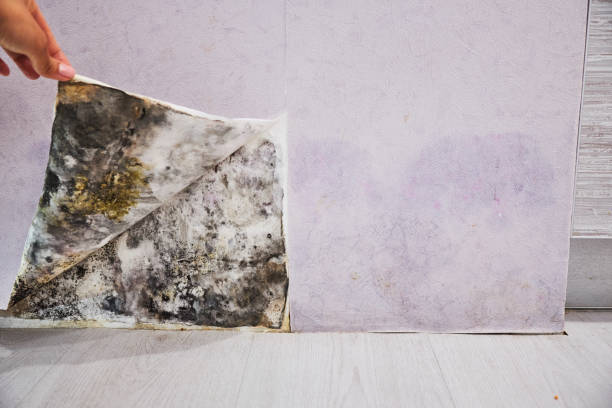 Best Local Mold Removal Service  in Montgomery, GA